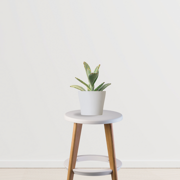 Kalanchoe plant for air quality